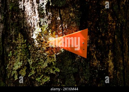 Marqueur de piste orange typique du ministère de la conservation dans un parc national, Aotearoa, Nouvelle-Zélande. Banque D'Images