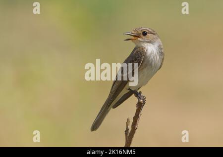 Moucherolle tacheté (Muscicapa striata) à Kutch, Gujarat, Inde Banque D'Images