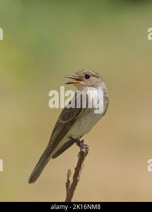 Moucherolle tacheté (Muscicapa striata) à Kutch, Gujarat, Inde Banque D'Images