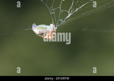 Une araignée couronnée de tisserand (Araneus diadematus) tue un papillon de chou qui a été mis en garde dans son web dans un jardin de l'état de Washington. Banque D'Images