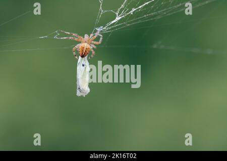 Une araignée couronnée de tisserand (Araneus diadematus) tue un papillon de chou qui a été mis en garde dans son web dans un jardin de l'état de Washington. Banque D'Images