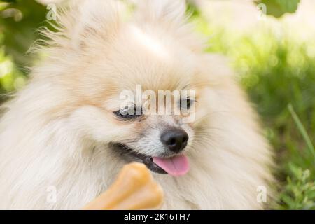 Gâteries pour animaux. Le chien piquant refuse de manger. OS sur fond flou. Banque D'Images