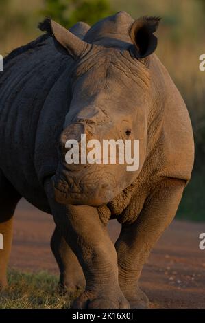 White Rhinoceros (Ceratotherium simum), réserve naturelle de Pilanesberg, Afrique du Sud Banque D'Images