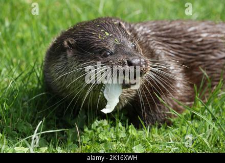 Un coup de tête d'un Otter européen, Lutra lutra, sur la rive d'un lac dans un centre de conservation de la faune. Banque D'Images