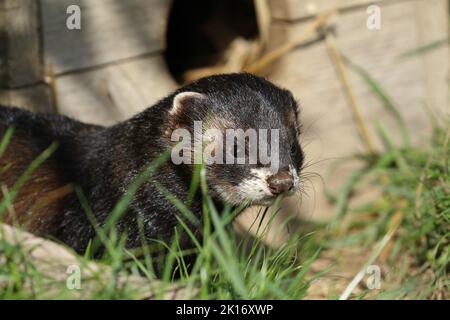 Une photo d'un Polecat, Mustela putorius, dans un centre de conservation de la faune. Banque D'Images