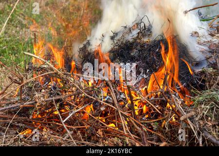 Le feu dans le jardin, les mauvaises herbes et les branches brûlent après la récolte. Entretien du jardin à la fin de l'été ou à l'automne Banque D'Images