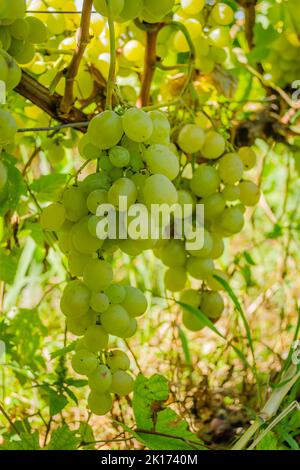 Lapins de vignes, variétés, Muscat Italie. Lapins sur la vigne de la variété de table blanche Muscat Italie. Banque D'Images