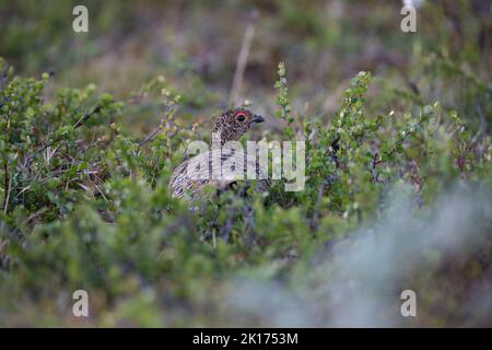 Alpen-Schneehuhn, Alpenschneehuhn, Lagopus muta, Schneehuhn, Lagopus mutus, le lagopède, le lagopède alpin, le Lagopède alpin Banque D'Images