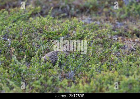 Alpen-Schneehuhn, Alpenschneehuhn, Lagopus muta, Schneehuhn, Lagopus mutus, le lagopède, le lagopède alpin, le Lagopède alpin Banque D'Images