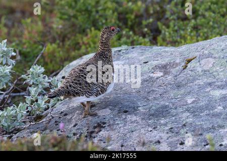 Alpen-Schneehuhn, Alpenschneehuhn, Lagopus muta, Schneehuhn, Lagopus mutus, le lagopède, le lagopède alpin, le Lagopède alpin Banque D'Images