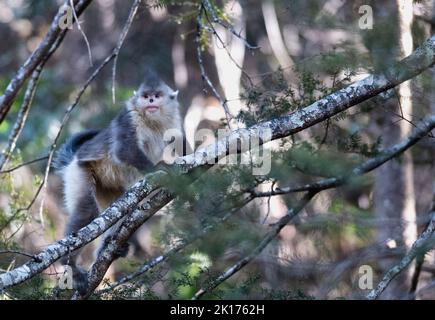 Kunming, province chinoise du Yunnan. 13th mars 2022. Un singe à nez noir et blanc est photographié dans la réserve naturelle nationale de Baima Snow Mountain, dans la province du Yunnan, au sud-ouest de la Chine, à 13 mars 2022. Crédit: Wang Guansen/Xinhua/Alamy Live News Banque D'Images