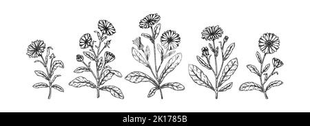 Ensemble de fleurs de calendula dessinées à la main. Illustration vectorielle dans le stile d'esquisse. Éléments de conception botanique réalistes et détaillés Illustration de Vecteur