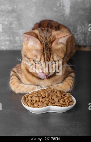 Chat Bengale près d'un bol de nourriture sèche sur un fond sombre. Mise au point sélective. Tir vertical. Banque D'Images