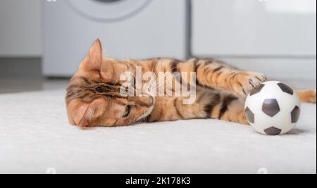 Le chat Bengale joue avec une balle sur le sol. Jouer à Cat. Banque D'Images