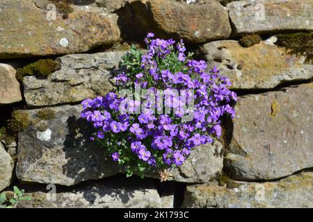 La fleur pourpre de Campanula pousse entre les pierres dans Un mur sur les landes du Yorkshire du Nord - Summertime - Royaume-Uni Banque D'Images