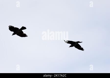 Les deux corbeaux communs (corvus corax) en vol Banque D'Images