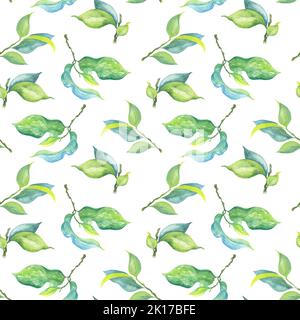 Branches de pommier aquarelle avec feuilles bleu-vert. Illustration botanique. Motif sans couture sur fond blanc. Banque D'Images