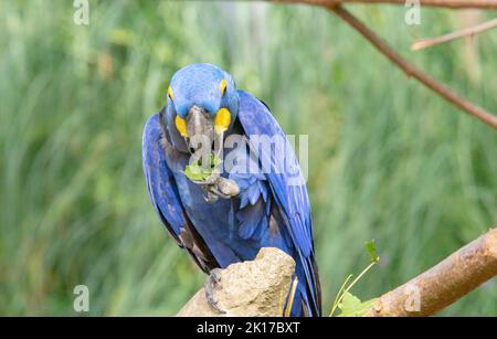 La macaw jacinthe est un perroquet à l'œil bleu endémique de l'Amérique du Sud. Avec un poids jusqu'à 1,3 kg et une longueur jusqu'à un mètre, la jacinthe macaw i Banque D'Images