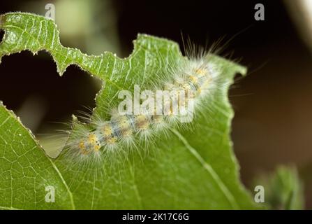 Les poils longs de cette moth de Tussock de l'herbe à lait sont un moyen de dissuasion pour les prédateurs car ils sont très irritables. Mais cela ne l’a pas protégé des parasites Banque D'Images