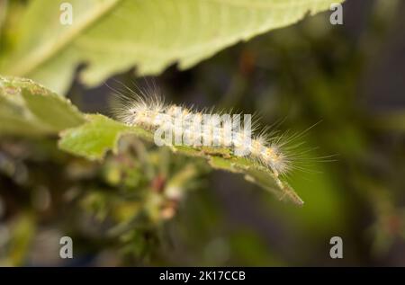 Les poils longs de cette Moth Tussock de l'herbe à poux sont un moyen dissuasif pour les prédateurs car ils sont très irritables. Mais cela ne l’a pas protégé des parasites Banque D'Images