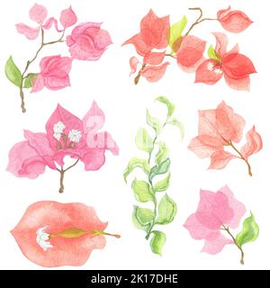 Bougainvilliers rouge et rose et verdure. Ensemble avec éléments floraux. Fleur de papier. Illustrations pour la création de motifs, compositions, bannières Banque D'Images