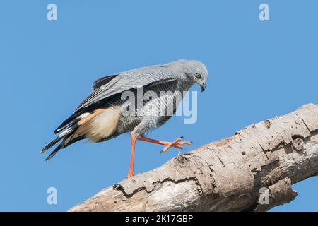 Crane Hawk, Geranospiza caerulescens, adulte unique cherchant la proie sur la branche de l'arbre, Pantanal, Brésil Banque D'Images