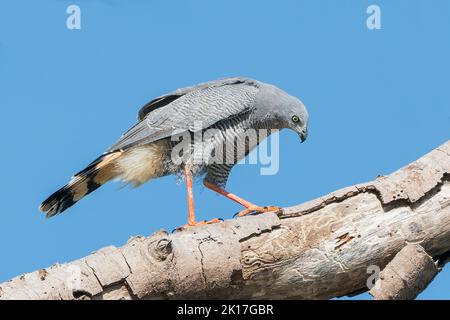 Crane Hawk, Geranospiza caerulescens, adulte unique cherchant la proie sur la branche de l'arbre, Pantanal, Brésil Banque D'Images