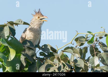 guira cuckoo, Guira guira, adulte unique appelant alors qu'il est perché sur un arbre, Pantanal, Brésil Banque D'Images