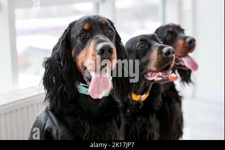 Des chiens de garde à la maison Banque D'Images