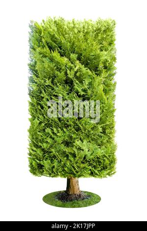 Arbre rectangulaire à feuilles persistantes décoratif isolé sur fond blanc Banque D'Images