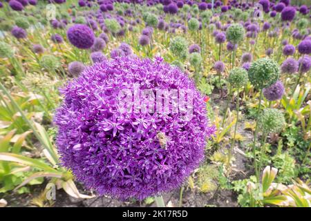 Un champ rempli d'alliums pourpres, une attraction pour les abeilles Banque D'Images