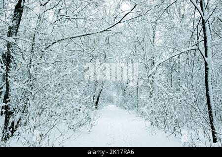 Des traces sur la neige blanche qui mènent à une sombre forêt couverte de neige. Empreintes d'hiver Banque D'Images