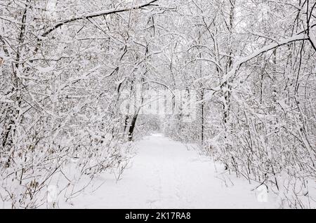 Des traces sur la neige blanche qui mènent à une sombre forêt couverte de neige. Empreintes d'hiver Banque D'Images