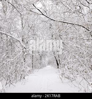 Des traces sur la neige blanche qui mènent à une sombre forêt couverte de neige. Empreintes d'hiver Banque D'Images