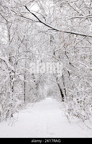 Des traces sur la neige blanche qui mènent à une sombre forêt couverte de neige. Empreintes d'hiver Banque D'Images