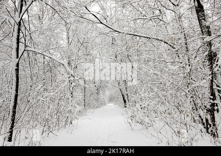 Des traces sur la neige blanche qui mènent à une sombre forêt couverte de neige. Empreintes d'hiver Banque D'Images