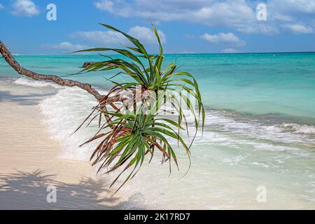 Dream beach in the maldives with wild palm trees in bright weather, white sand and turquoise water during daytime Stock Photo