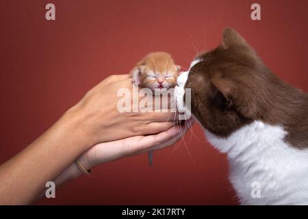 main tenant le chaton nouveau-né. chat adulte sentant sur fond rouge avec espace de copie Banque D'Images