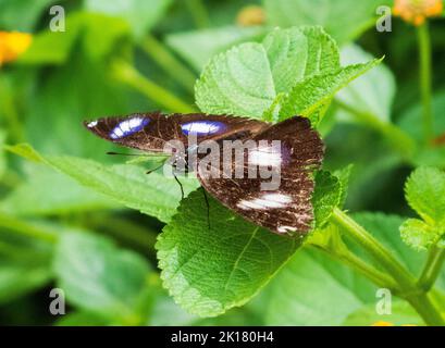 Papillon brun avec taches blanches sur la feuille Banque D'Images