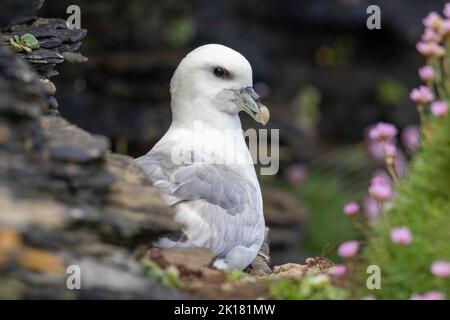 Le fulmar du nord (Fulmarus glacialis), fulmar, ou fulmar de l'Arctique sur les îles orcades. Banque D'Images