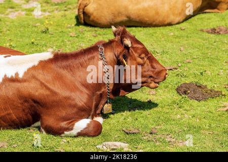 Gros plan d'une vache laitière brune et blanche avec cloche de vache sur un pâturage de montagne, prairie verte, vue sur le profil. Alpes carniques, Autriche, Feistritz an der Gail mu Banque D'Images
