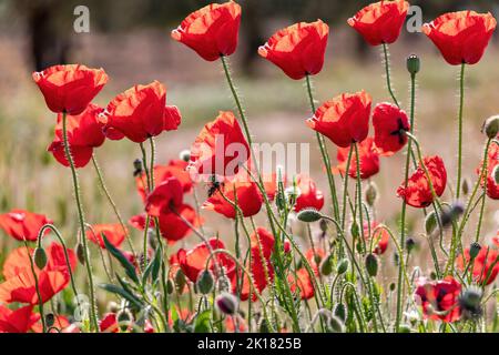 Coquelicots (papaver rhoeas) également connu sous le nom de rose de maïs et de pavot de campagne Banque D'Images