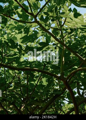 Un arbre de figue vert et laisse rétroéclairé dans le soleil d'été plein cadre nature arrière-plan. Banque D'Images