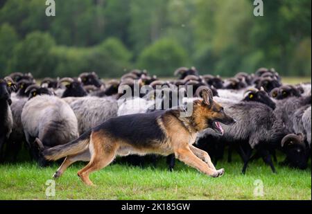 Eimke, Allemagne. 16th septembre 2022. Un chien de troupeau cheptel un troupeau de heidschnucken. Les meilleurs bergers d'Allemagne et leurs chiens de troupeau se disputent dans le Bundesleistungshüten. Un troupeau de 300 moutons est confronté à différentes tâches par les chiens et les bergers. Credit: Philipp Schulze/dpa/Alamy Live News Banque D'Images