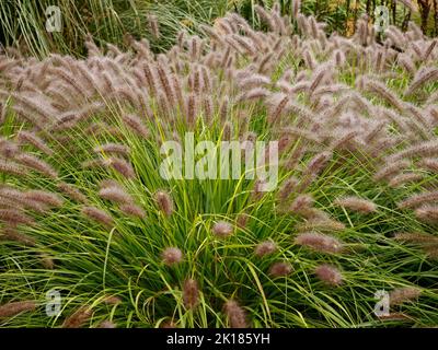 Gros plan de l'herbe de jardin ornementale avec des panaches Pennisetum alopecuroides Red Head vu au Royaume-Uni à la fin de l'été. Banque D'Images