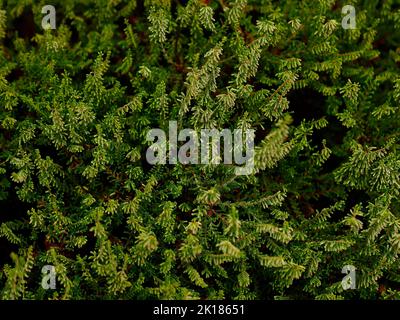 Gros plan sur les fines feuilles à feuilles persistantes texturées de la bruyère Calluna vulgaris Jan vue au Royaume-Uni à la fin de l'été. Banque D'Images