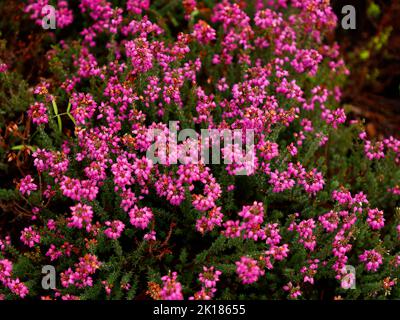 Gros plan du jardin fleuri Erica cinerea Atropurpurea ou cloche vu au Royaume-Uni à la fin de l'été. Banque D'Images