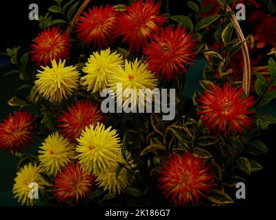 Collection de dahlias affichées dans un panier en gros plan. Banque D'Images