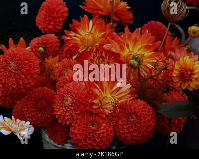 Collection de dahlias affichées dans un panier en gros plan. Banque D'Images