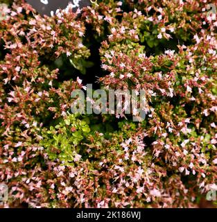 Gros plan de la floraison Origanum vulgare compactum fleurs et feuilles roses vues au Royaume-Uni. Banque D'Images